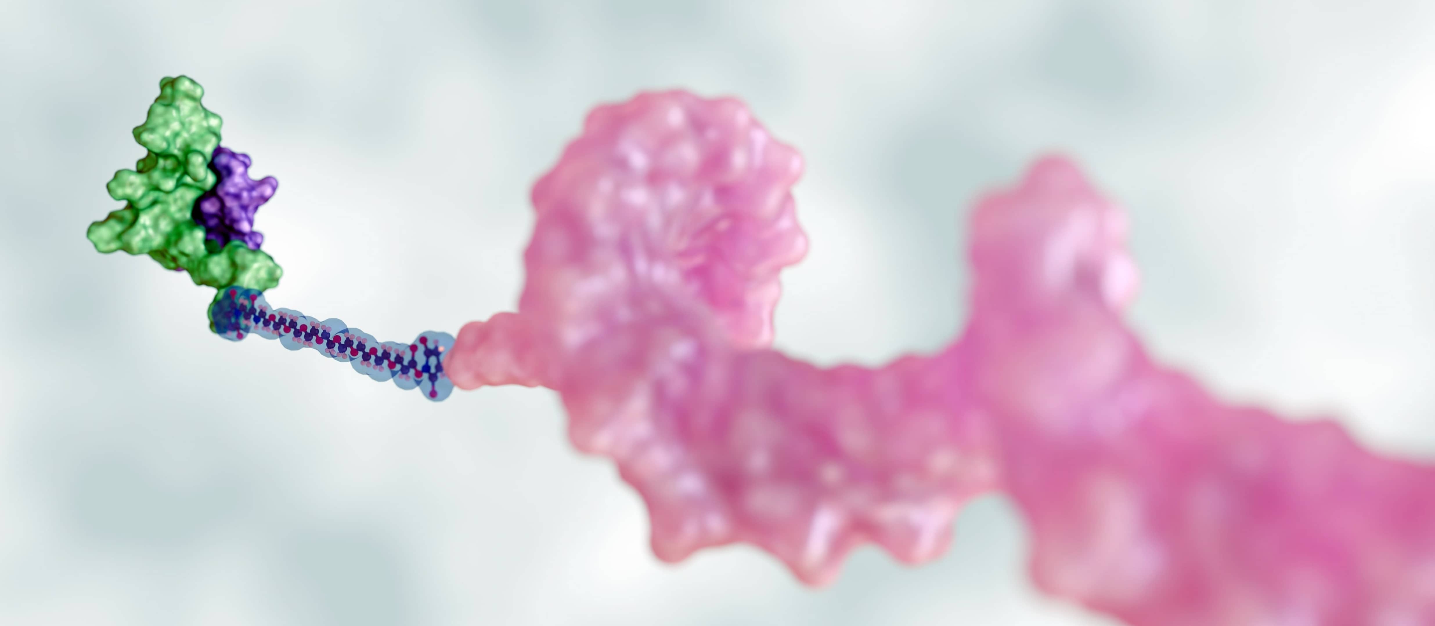 3D render of a peptide conjugate: small green peptide linked to a large pink protein structure