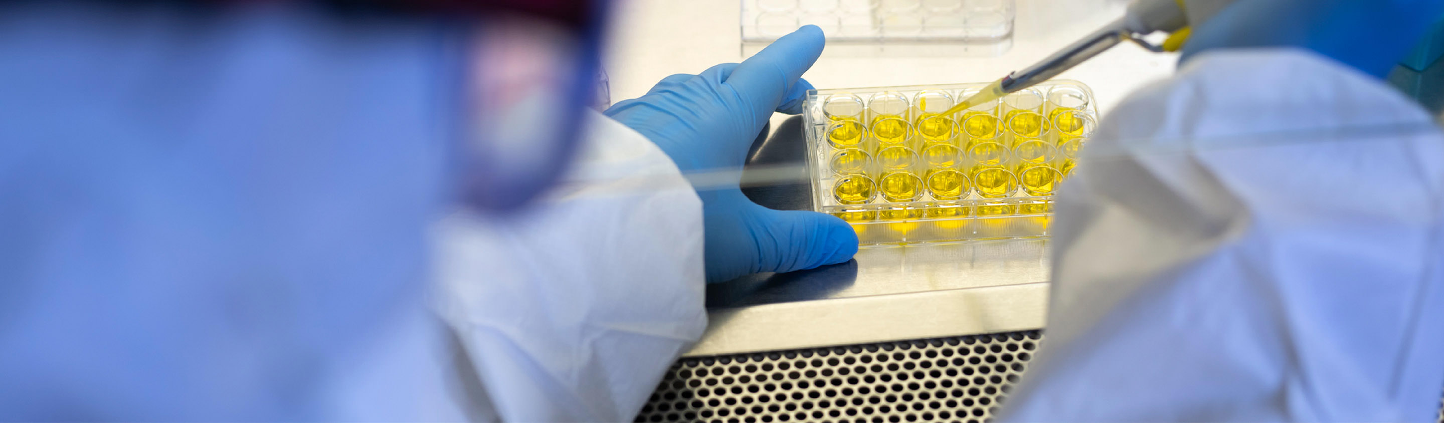 Gloved scientist pipetting yellow liquid into a multi-well plate for toxicology formulation