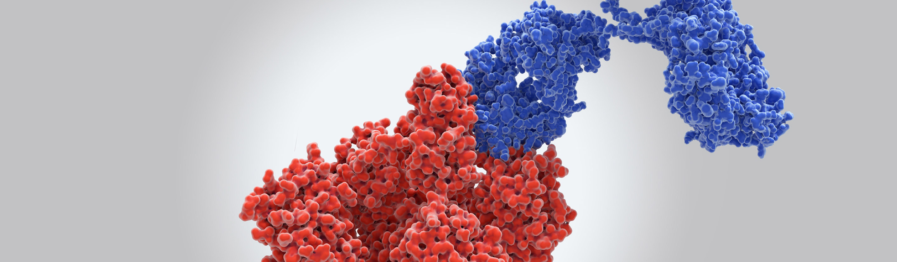 3D render of an antibody (blue) bound to a red antigen protein