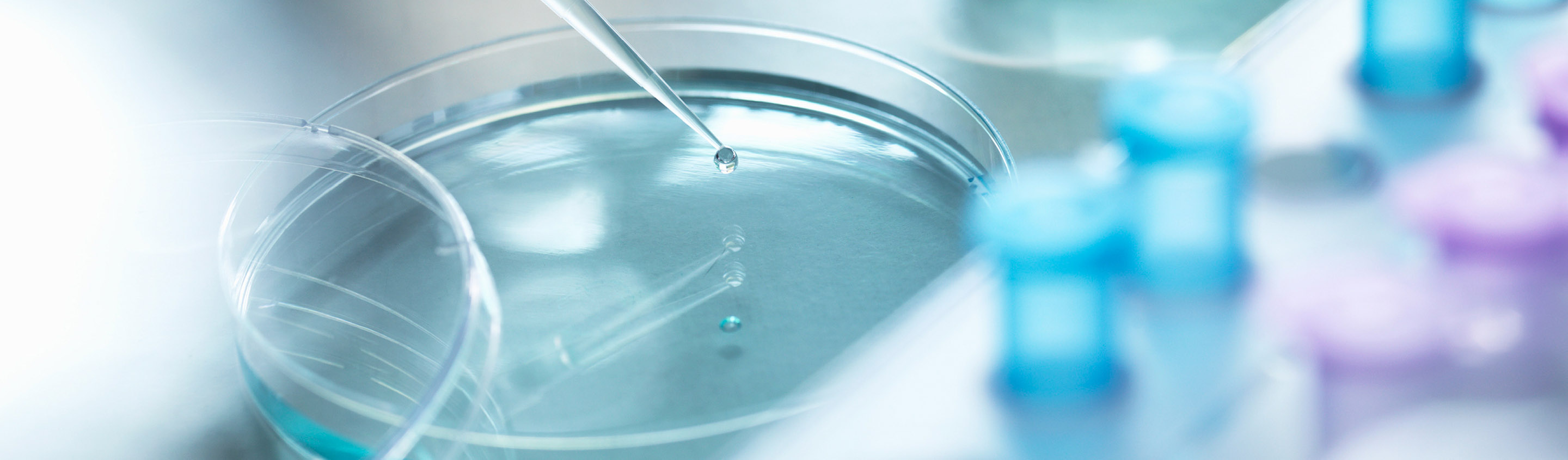 Petri dish of blue culture medium being pipetted, representing hybridoma development and screening