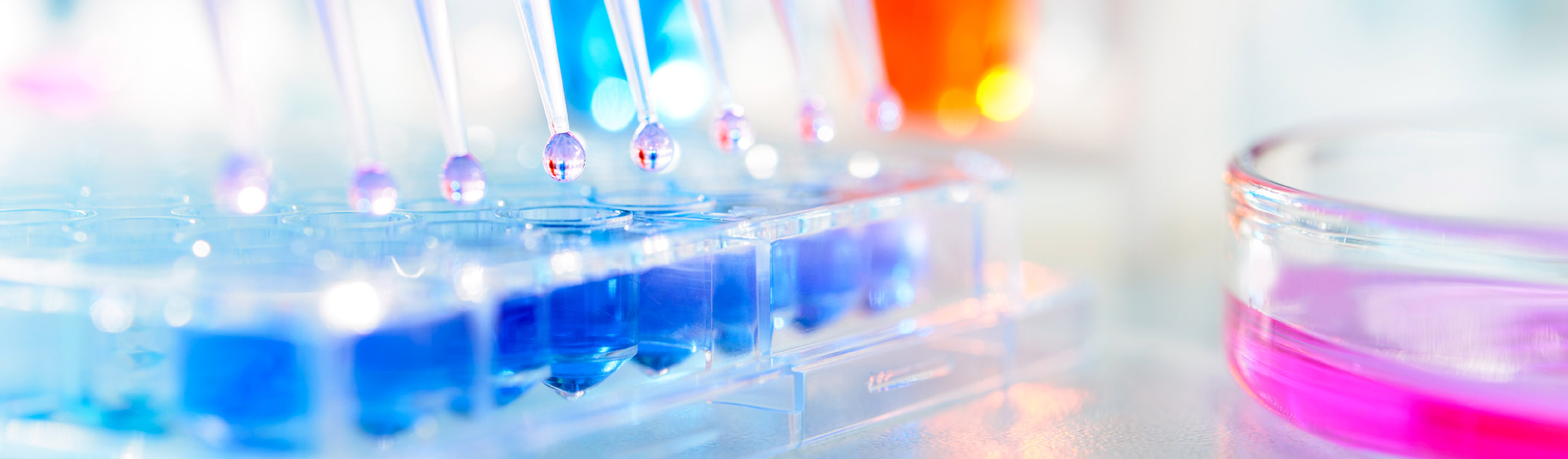 Multi-channel pipette dispensing blue liquid into a multi-well plate for in vitro fibrosis assays