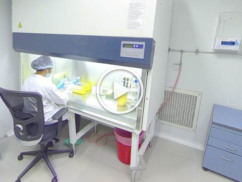 Virtual tour: Aragen scientist working in a biosafety cabinet in the assay development and screening lab (video)