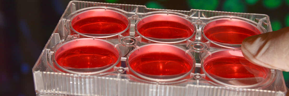 Six-well cell culture plate filled with red culture medium held by a gloved hand