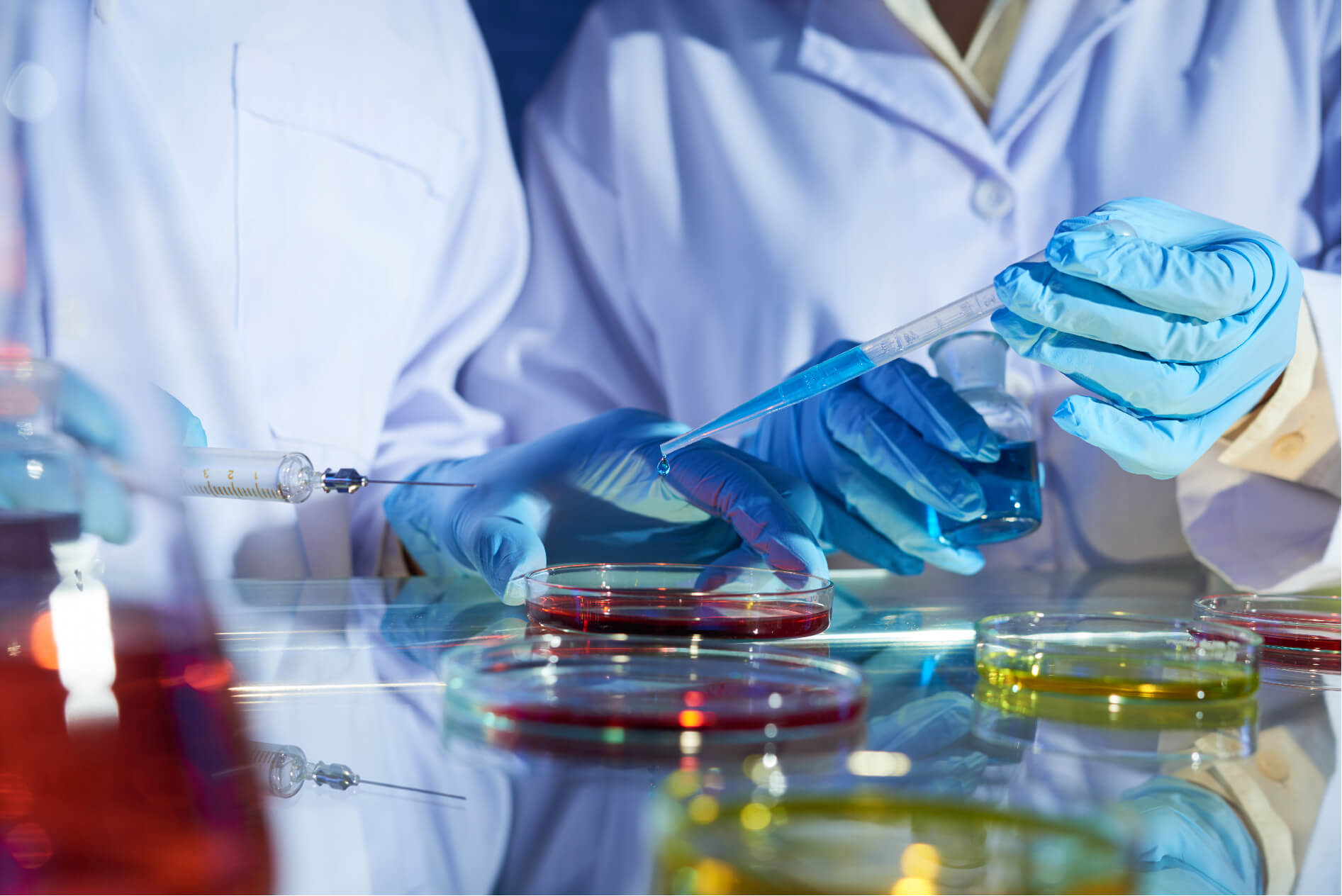 Gloved scientist pipetting into petri dishes of coloured culture media