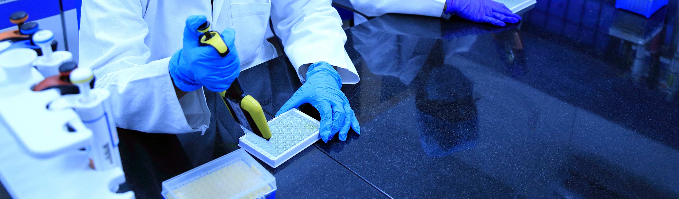 Gloved scientist pipetting a sample into a multi-well plate in a genetic toxicology lab