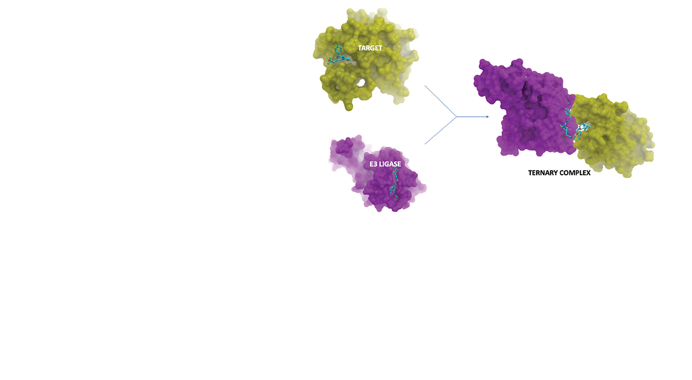 3D structures of E3 ligase and target protein forming a ternary complex with a targeted protein degrader