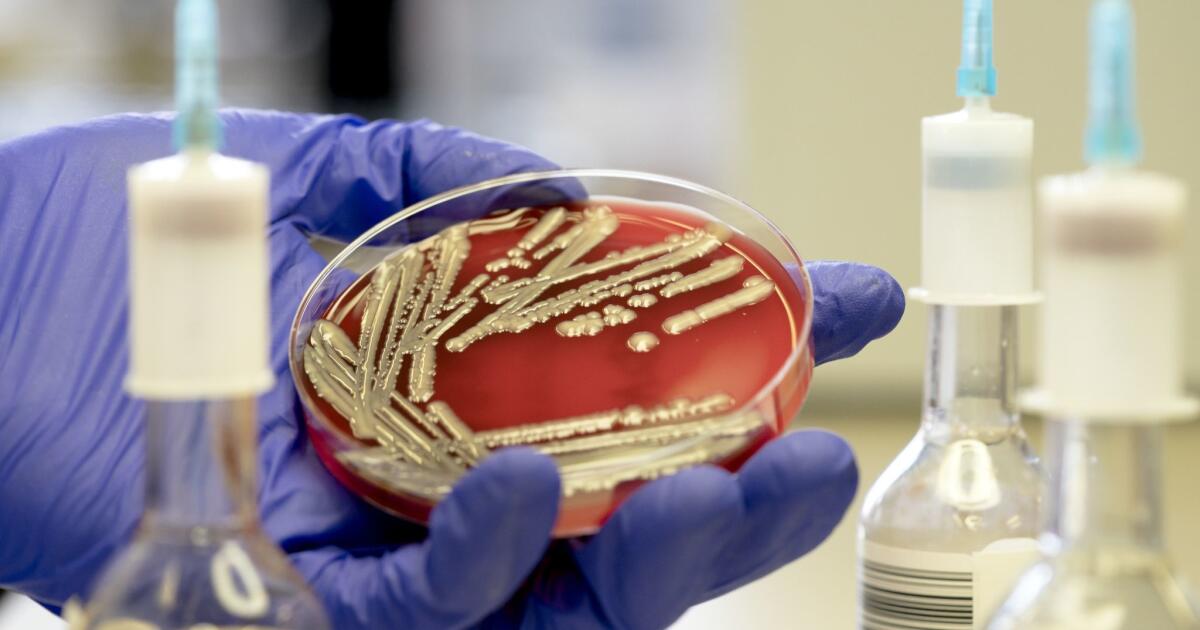 Gloved hand holding a blood agar plate with bacterial colonies beside culture flasks, for microbial kill rate studies