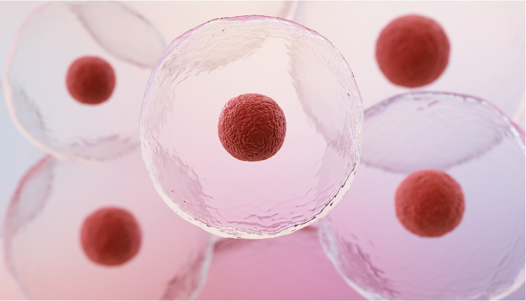 3D illustration of translucent cells with red nuclei, representing preclinical antifibrotic evaluation
