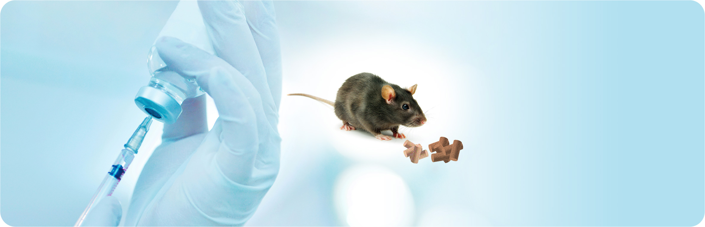 Gloved hand holding a syringe next to a brown mouse, representing a preclinical obesity study