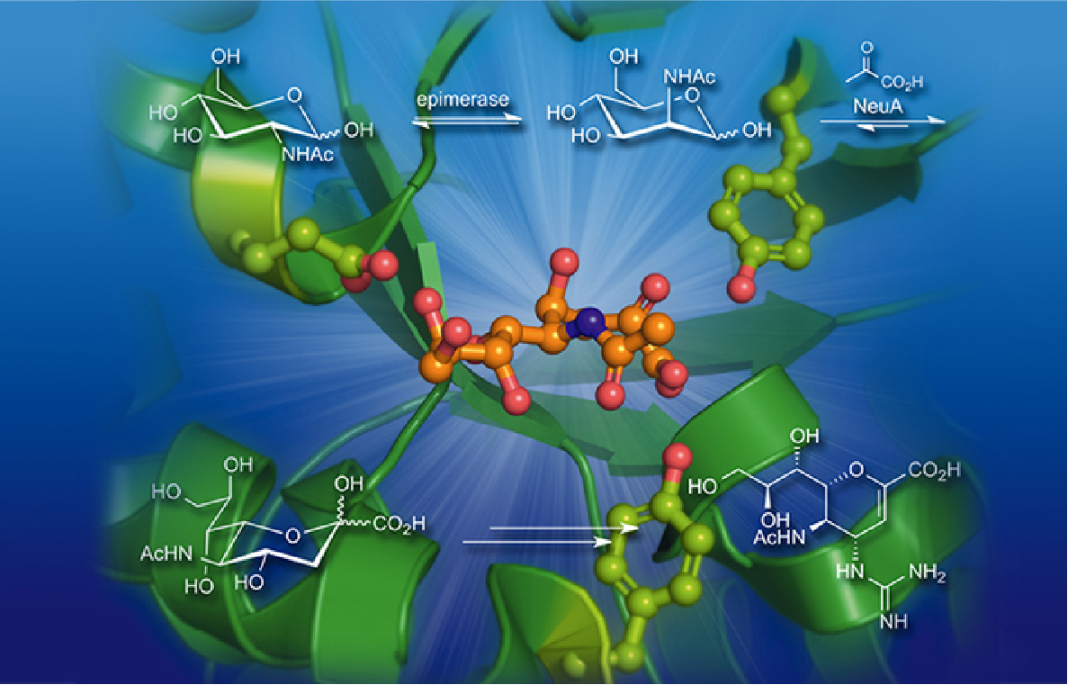 Illustration of an enzyme active site with substrate molecules and an epimerase reaction scheme, representing biocatalysis
