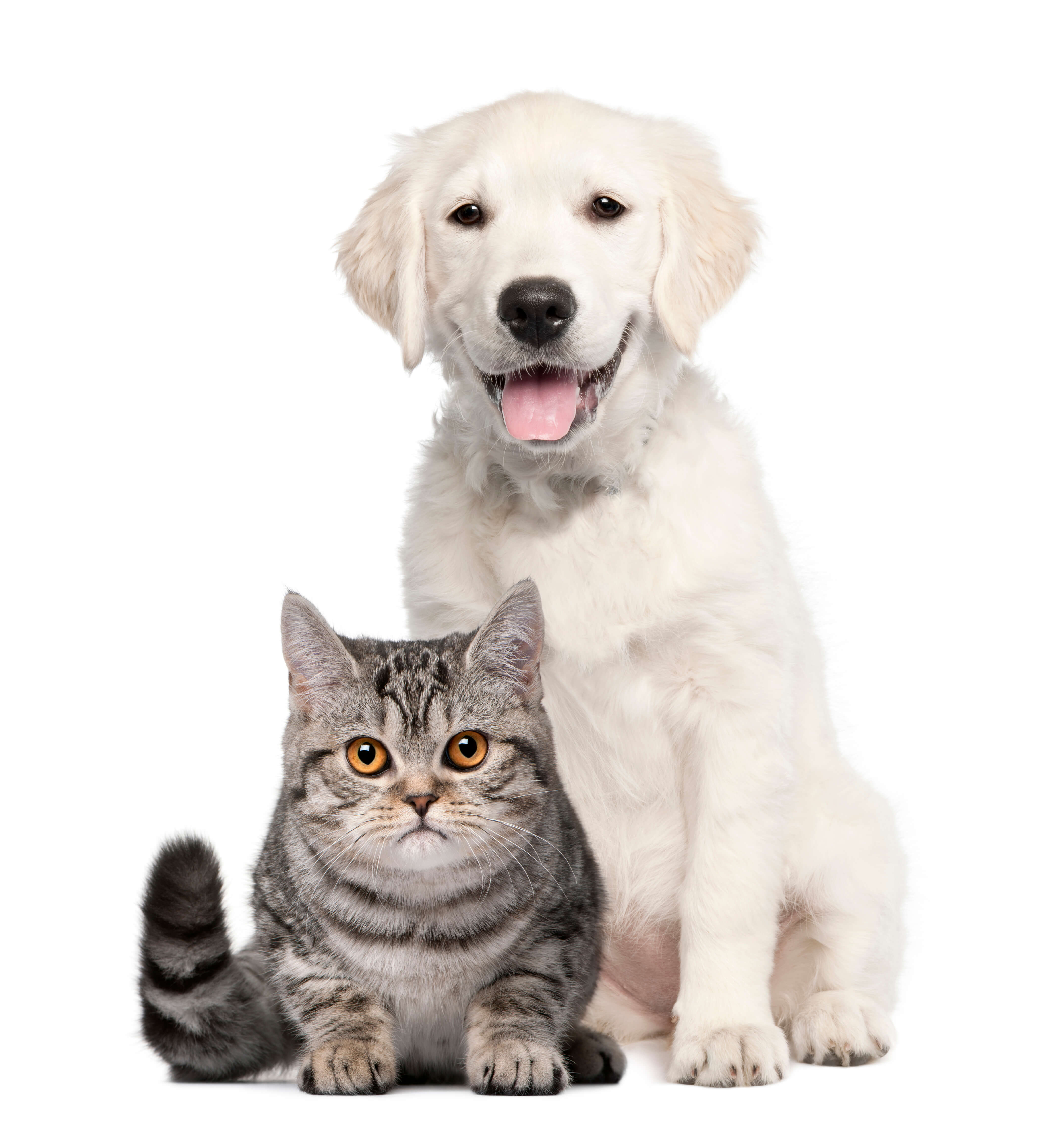 Golden retriever puppy sitting beside a British shorthair kitten on a white background, representing animal health biologics