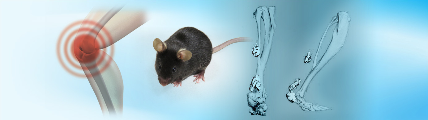 Illustration of a mouse with a highlighted thermal lesion and micro-CT images of hindlimbs, representing a heterotopic ossification model