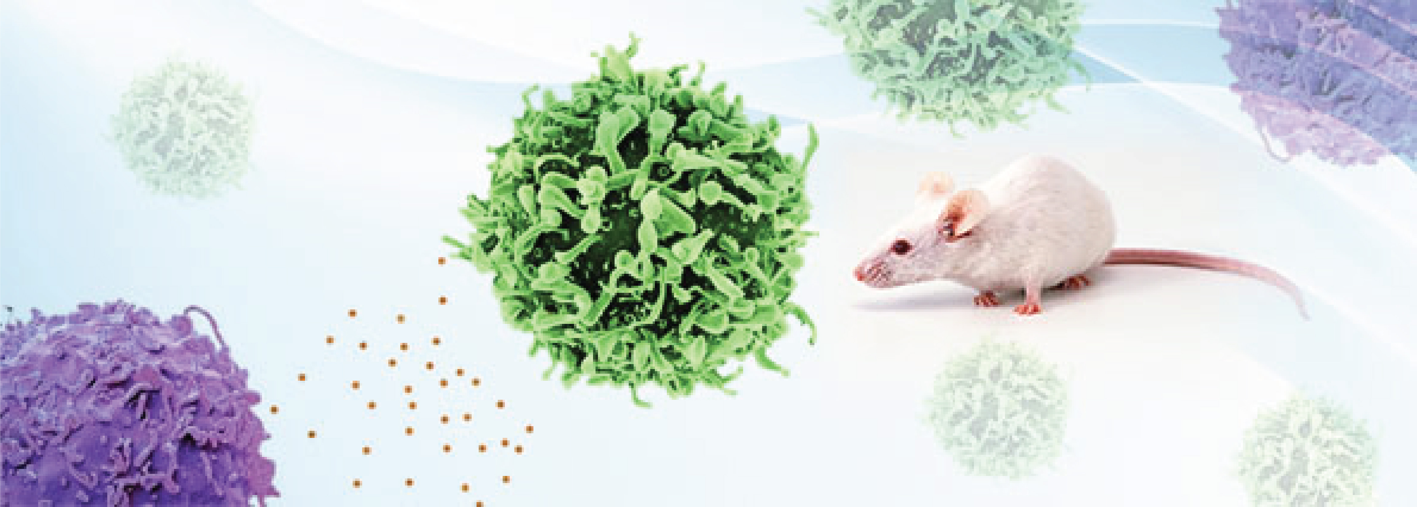 Illustration of a white mouse surrounded by green and purple immune cells, representing a delayed-type hypersensitivity model
