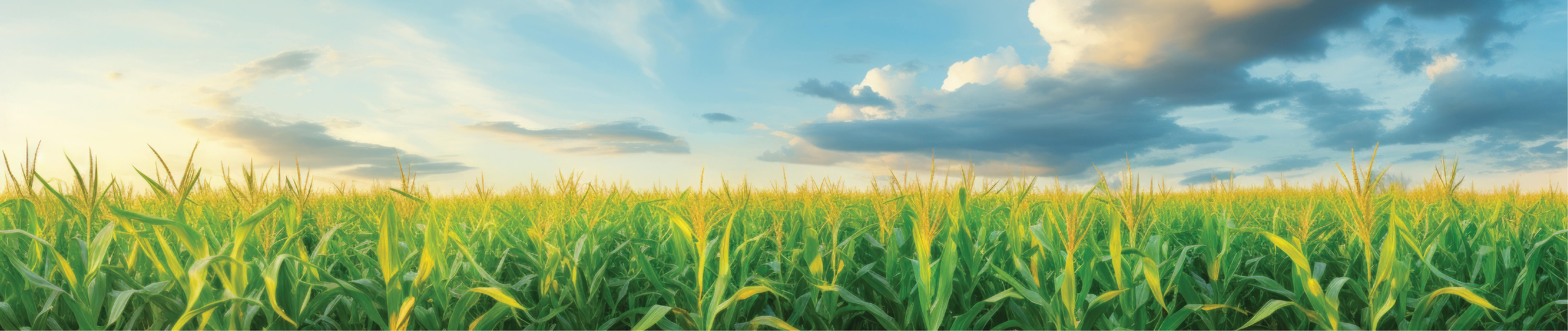 Green crop field under a cloudy blue sky, representing agrochemical research