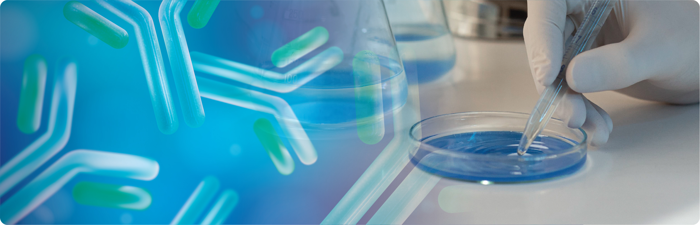 Illustration of blue and green antibody molecules beside a gloved hand pipetting into a petri dish