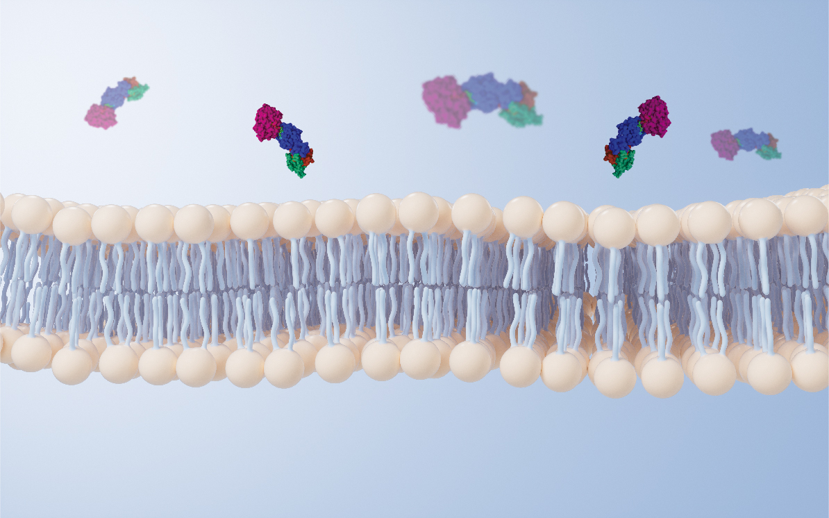 3D illustration of a lipid bilayer membrane with PROTAC molecules above it, representing PROTAC permeability