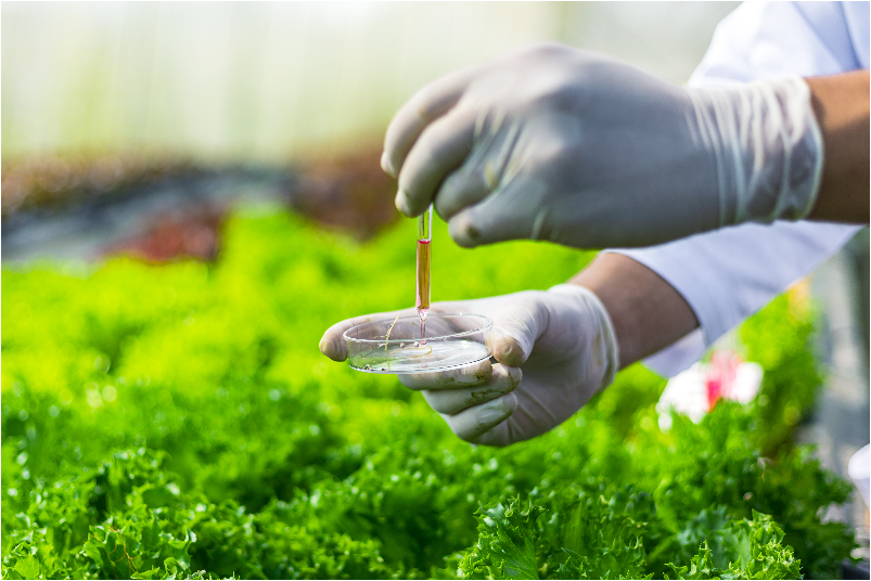 Gloved hands applying a formulation to a leafy crop from a petri dish, representing agrochemical formulation