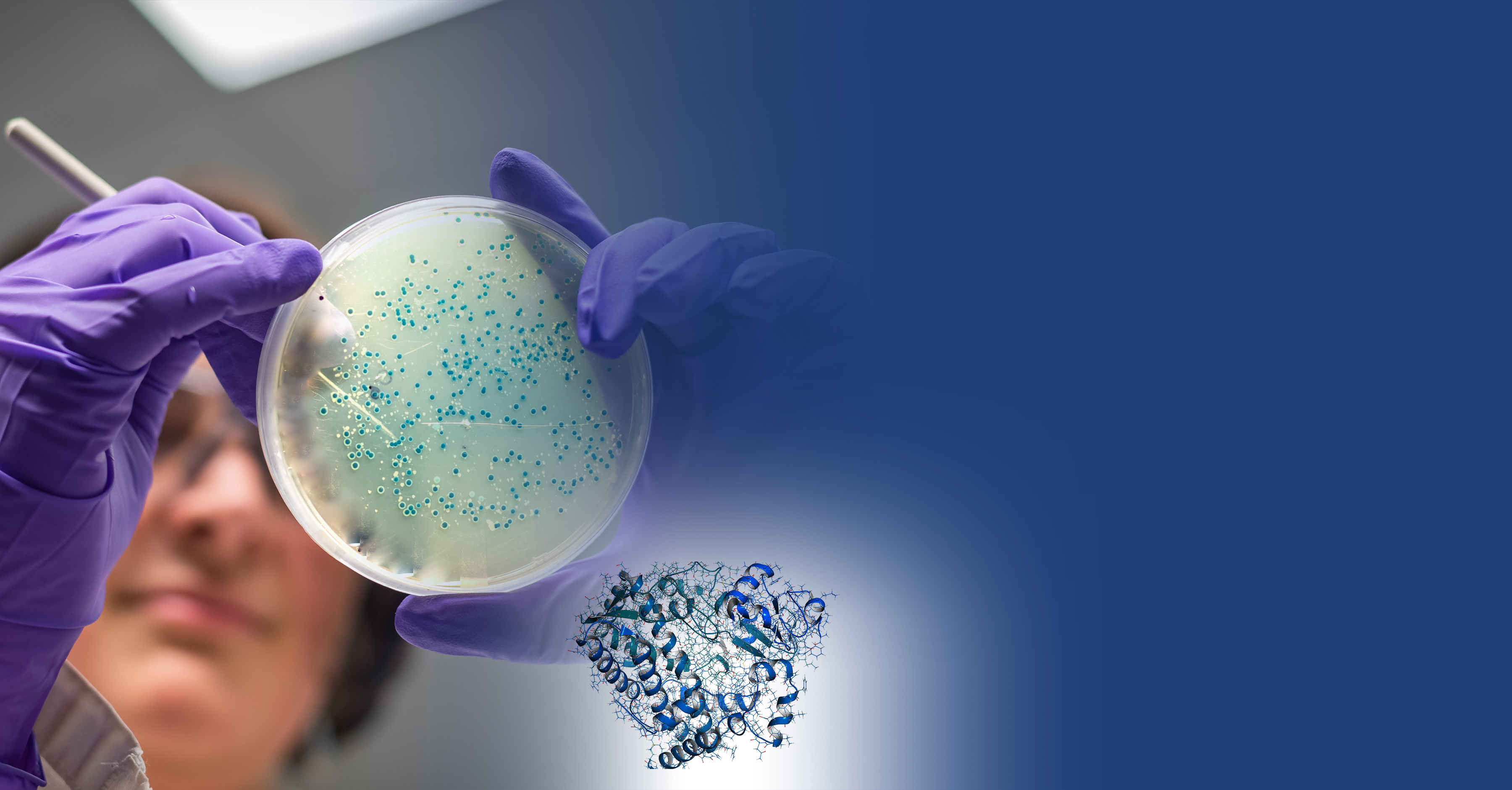 Scientist in purple gloves examining a petri dish with a protein structure overlay, degrader case study