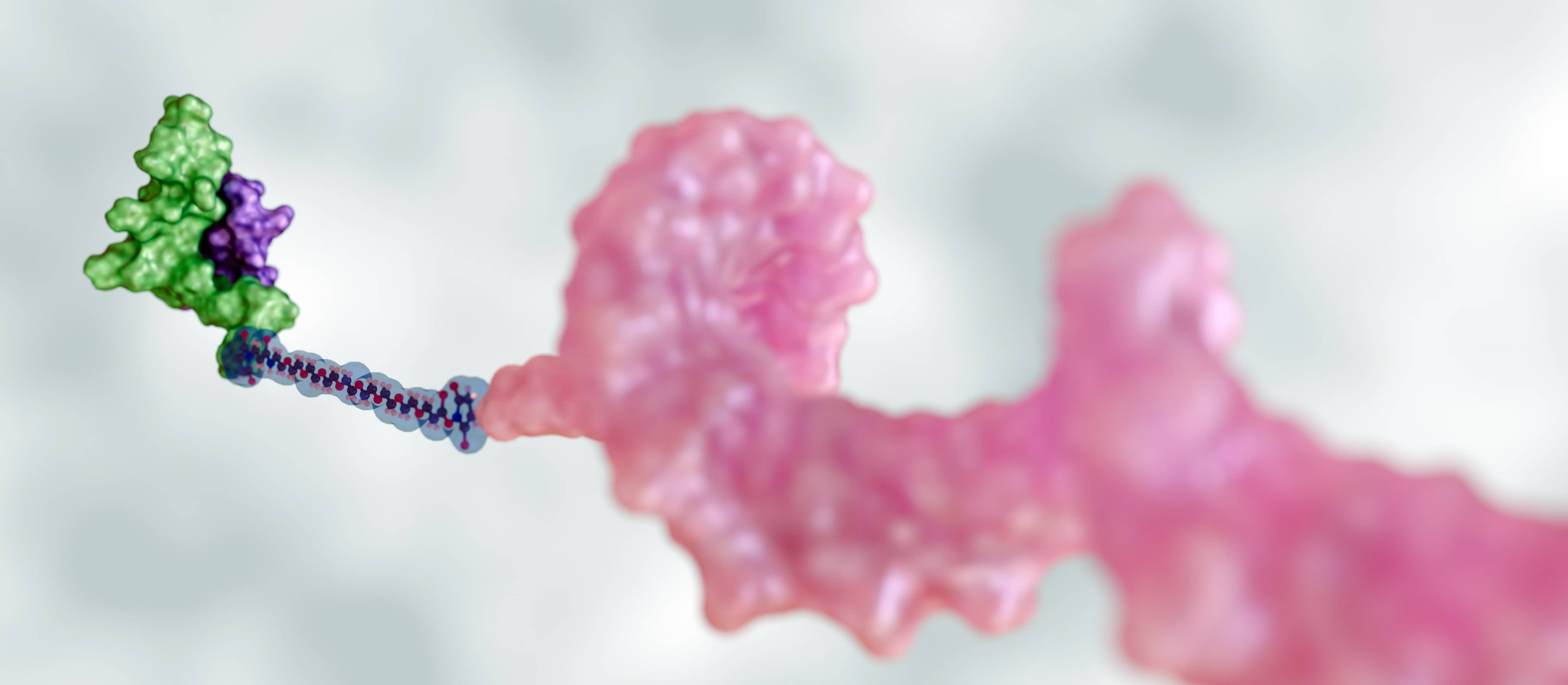 3D render of a peptide conjugate with a green peptide linked to a pink protein, peptide therapeutics banner